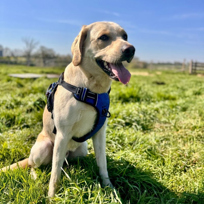 arlo arlo